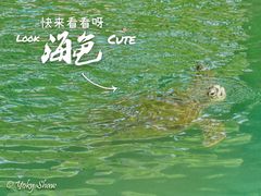 -广东惠东海龟国家级自然保护区