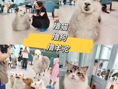 -安格丽娜·狗咖·猫咖羊驼咖(春熙路百盛商场店)