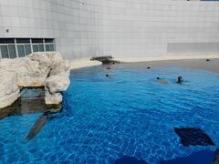 -上海海昌海洋公园