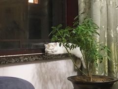 -猫大福·Fortune Cat猫舍(百子湾店)