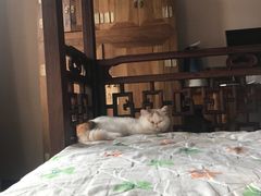 -猫大福·Fortune Cat猫舍(百子湾店)