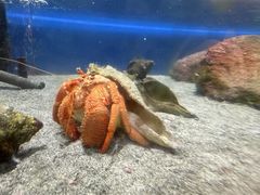 -鹿儿岛水族馆