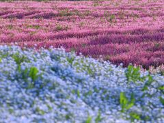-花开海上生态园