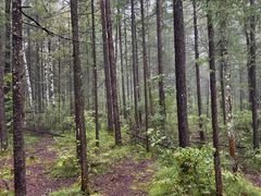 -峡谷浮石林景区