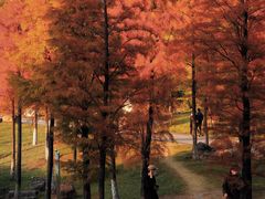 -飞来湖湿地公园