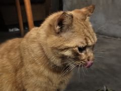 -肥仔文澳门猪骨煲(南京西路店)