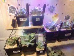 -Rabbit Cafe私房西餐甜点咖啡(栖霞路店)