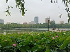 -莲花池公园