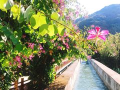 -广州市流溪河国家森林公园