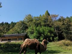 -武陵山森林公园