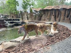 -北京野生动物园