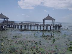 -哈素海