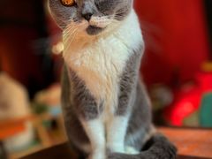 -猫色咖啡·猫咖