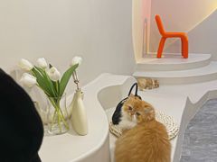 -More Fun猫咖 二十只万元加菲主题