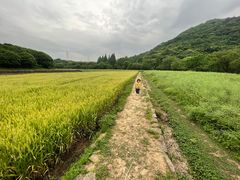 -八卦田遗址公园