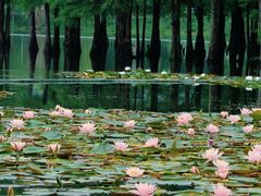 -白鹭湾湿地公园