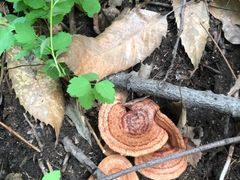 -鲁山国家森林公园