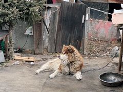 -鲁朗纳麦石锅鸡庄园