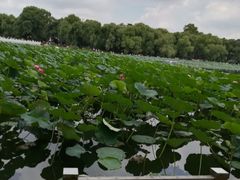 -长春市南湖公园