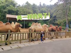 -贵州森林野生动物园