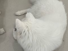 -共舞时光猫咖·狗咖(新街口店)