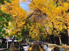 -三里屯东五街银杏大道