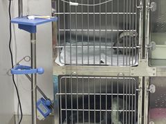 -瑞派福兴宠物医院犬猫全科·骨科·中西医结合(河东店)