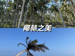 -东郊椰林
