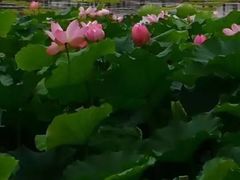 -荷塘月色湿地公园·向阳花洲