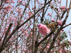 -天适樱花悠乐园