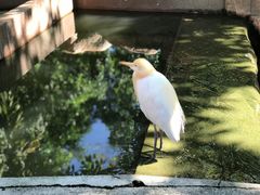 -吉隆坡雀鸟公园