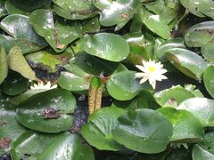 -合肥滨湖国家森林公园