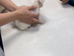 -中农国际动物医院24小时·猫科·骨科·急重症中心
