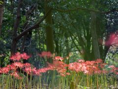 -杭州植物园