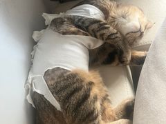 -乐琪宠物医院·犬猫专科·骨外科·急重症