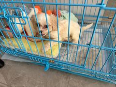 -翊宠yipet猫狗购宠庄园犬舍•猫舍