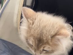 -佳雯宠物医院·皮肤科·内外科(春晓路分院)