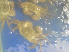 -阳澄湖大闸蟹·琼灵阁牌品牌连锁(吴中总店)