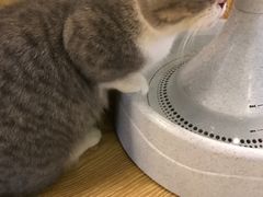 -萌喵宠狗爱心宠咖