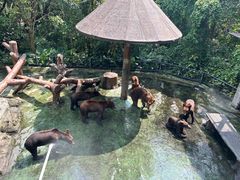 -深圳野生动物园