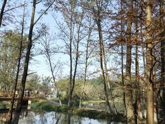 -桤木河湿地公园