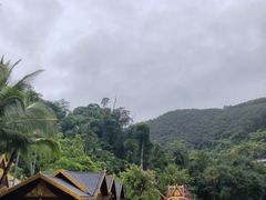 -西双版纳原始森林公园