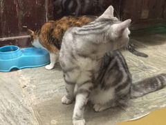 -猫咪博物馆(顶澳仔猫街店)