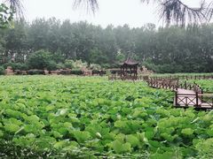 -合肥滨湖国家森林公园