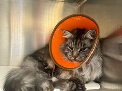 -瑞派康怡24h宠物医院·犬猫医疗中心·微创绝育(瑞景分院)