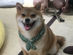 -逗柴咖啡屋·狗咖猫咖宠物桌游
