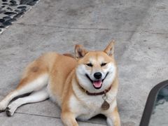 -柴犬高等学院·狗咖·柴犬售卖·宠物训练