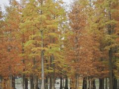 -白鹭湾湿地公园