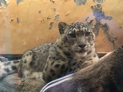 -青藏高原野生动物园