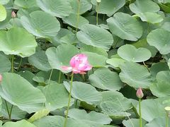 -白渔泡湿地公园